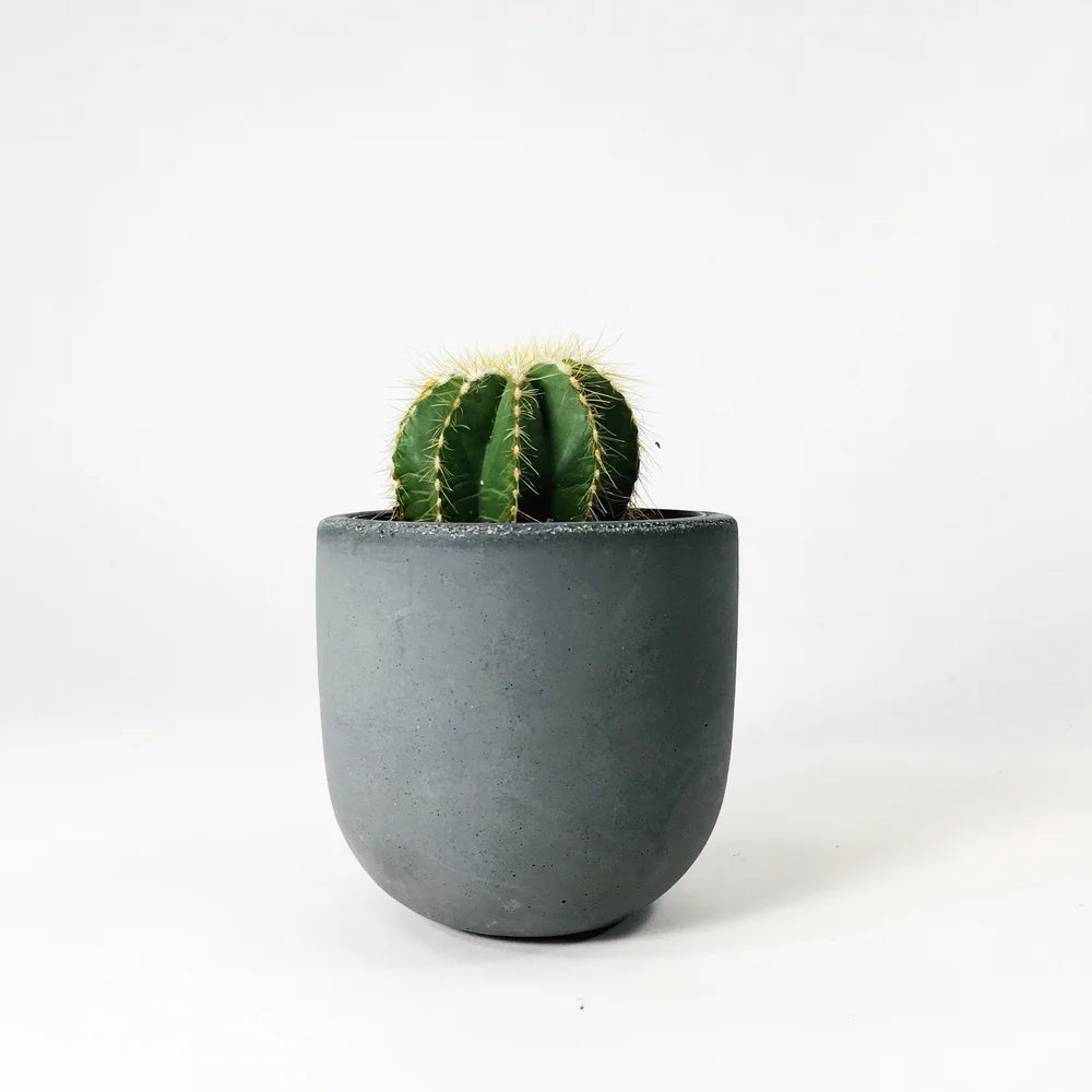 Cactus Hamlet