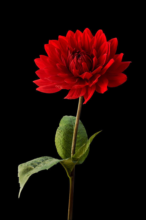 Dahlia