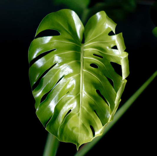 Monstera